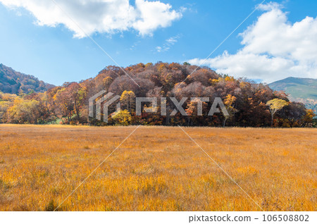 Burning autumn Oze colored with colored leaves 106508802