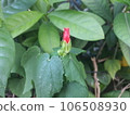 Budding red hibiscus flower, hibiscus buds 106508930