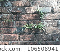 Green fern sprouted through the old brick wall 106508941