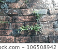 Green fern sprouted through the old brick wall 106508942