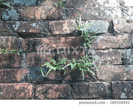 Green fern sprouted through the old brick wall Green fern sprouted through the old brick wall 106508942