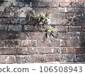 Green fern sprouted through the old brick wall 106508943