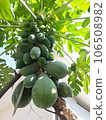Mealybug in papaya, Mealybug disease is common on papaya trees 106508982