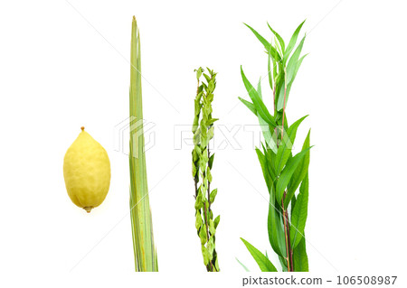 Jewish festival of Sukkot. Sukkot traditional symbols. Four species etrog, lulav, willow and myrtle. Jewish festival of Sukkot. Sukkot traditional symbols. Four species etrog, lulav, willow and myrtle. 106508987