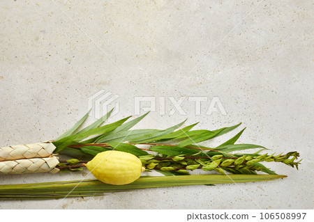 Jewish festival of Sukkot. Sukkot traditional symbols. Four species etrog, lulav, willow and myrtle. Jewish festival of Sukkot. Sukkot traditional symbols. Four species etrog, lulav, willow and myrtle. 106508997