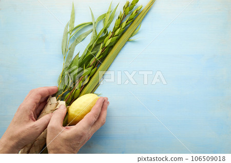 Jewish festival of Sukkot. Male hands holding Sukkot festival symbols Jewish festival of Sukkot. Male hands holding Sukkot festival symbols 106509018