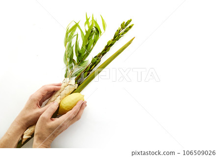 Jewish festival of Sukkot. Male hands holding Sukkot festival symbols 106509026