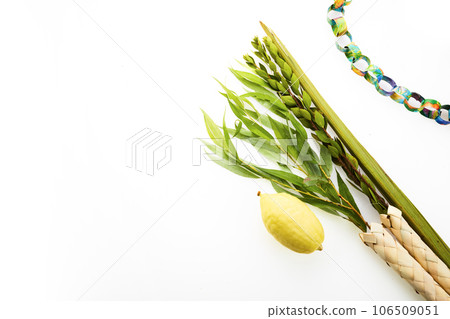 Jewish festival of Sukkot. Sukkot traditional symbols. Four species etrog, lulav, willow and myrtle. Jewish festival of Sukkot. Sukkot traditional symbols. Four species etrog, lulav, willow and myrtle. 106509051