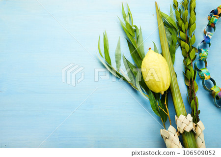 Jewish festival of Sukkot. Sukkot traditional symbols. Four species etrog, lulav, willow and myrtle. Jewish festival of Sukkot. Sukkot traditional symbols. Four species etrog, lulav, willow and myrtle. 106509052