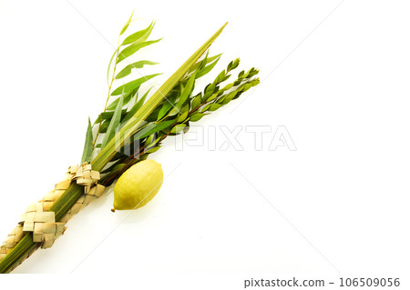 Jewish festival of Sukkot. Sukkot traditional symbols. Four species etrog, lulav, willow and myrtle. Jewish festival of Sukkot. Sukkot traditional symbols. Four species etrog, lulav, willow and myrtle. 106509056