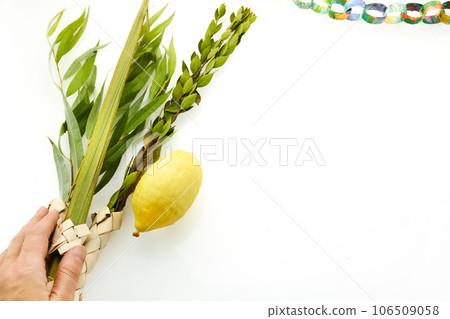 Jewish festival of Sukkot. Hand holding Sukkot festival symbols Jewish festival of Sukkot. Hand holding Sukkot festival symbols 106509058
