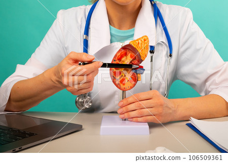 Doctor showing pen on plastic model human kidney closeup Doctor showing pen on plastic model human kidney closeup 106509361