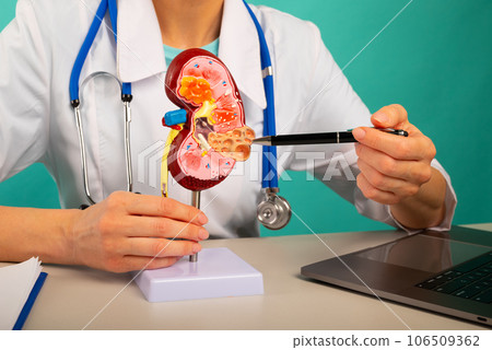 Doctor showing pen on plastic model human kidney closeup Doctor showing pen on plastic model human kidney closeup 106509362