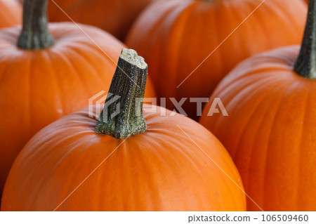 Orange pumpkins collection Orange pumpkins collection 106509460