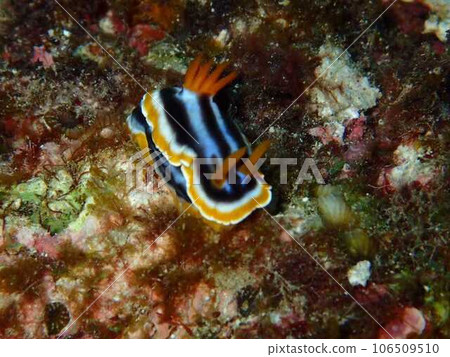 隱藏在岩石縫隙中的海蛞蝓 106509510