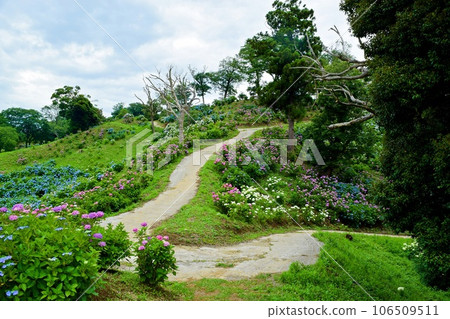 繡球花路(東京德國村) 繡球花路(東京德國村) 106509511