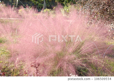 穆倫貝格 106509554