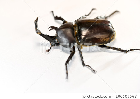 Beetle insect Beetle insect 106509568