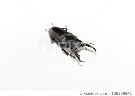 Dorcus rectus 106509841