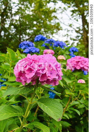 背景中盛開的粉色繡球花和藍色繡球花(垂直構圖) 背景中盛開的粉色繡球花和藍色繡球花(垂直構圖) 106509940