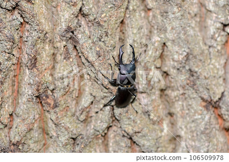 Dorcus rectus Dorcus rectus 106509978