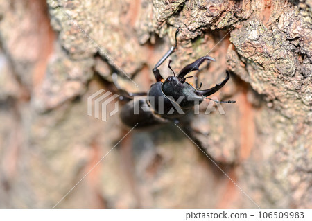 Dorcus rectus 106509983