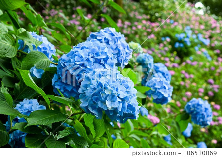 Bright blue hydrangea (vertical composition) 106510069