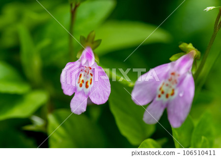 可愛的粉紫色苔蘚 可愛的粉紫色苔蘚 106510411