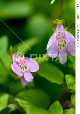Cute pink purple moss 106510414