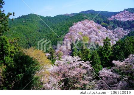 Mt. Yoshino, a World Heritage Site with cherry blossoms in full bloom (Sacred Sites and Pilgrimage Routes in the Kii Mountains) 106510919
