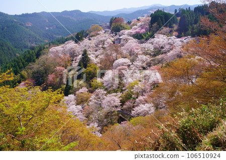 櫻花盛開的世界遺產吉野山(紀伊山地的聖地和參拜道) 櫻花盛開的世界遺產吉野山(紀伊山地的聖地和參拜道) 106510924