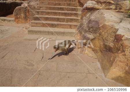 印度巴達米石窟寺猴子 106510996