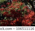 群集孤挺花 106511116
