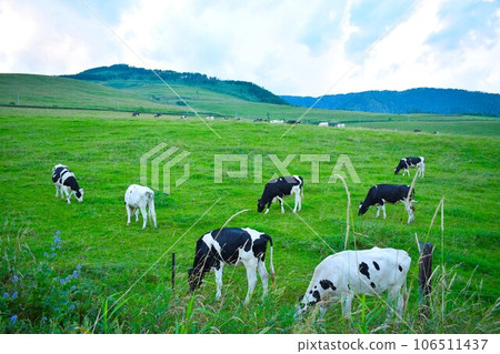 Dairy cows of the Naitai Plateau Dairy cows of the Naitai Plateau 106511437