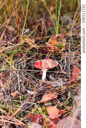 Poisonous inedible toxic mushroom fly agaric in the natural environment, autumn forest, green moss, grass, dead leaves, tinting, sunny day, blur 106511782