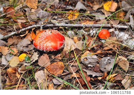 A pair of inedible toxic mushrooms of fly agaric in the natural environment, autumn forest, green moss, grass, dead leaves, tinting, sunny day 106511788
