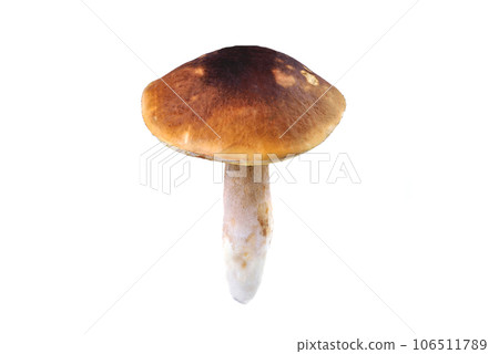 Natural porcini mushroom on a white background. Edible mushroom with a brown hat, isolate 106511789