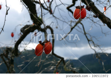 深秋柿子 深秋柿子 106511972