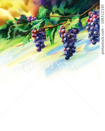 a background with grapes and vines a background with grapes and vines 106512195