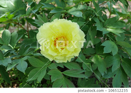 吉香牡丹花園按鈕 吉香牡丹花園按鈕 106512235