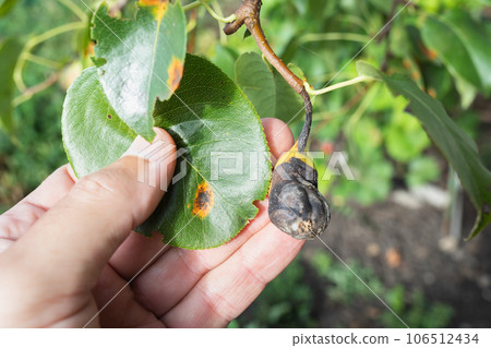 Man showing diseased pear leaf and fruit caused by fungus Gymnosporangium sabinae or called pear rust Man showing diseased pear leaf and fruit caused by fungus Gymnosporangium sabinae or called pear rust 106512434