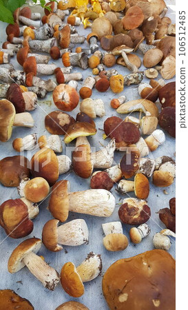 Boletus mushroom background, organic food Boletus mushroom background, organic food 106512485