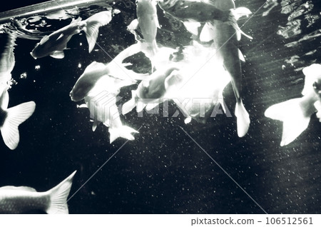 monochrome goldfish monochrome goldfish 106512561