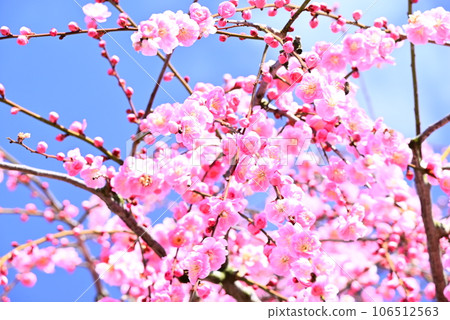 藍天映襯下，垂枝梅花盛開 106512563