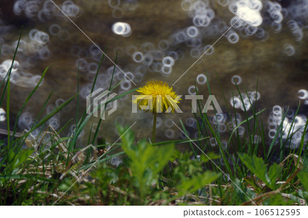 Dandelion Dandelion 106512595