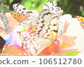 Butterfly 106512780