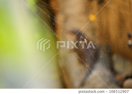 spiderweb spiderweb 106512907