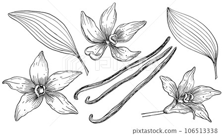 Vanilla Flower with Sticks set. Vector hand drawn illustration of orchid Flower and pods on isolated background. Bundle with outline drawing of spice. Sketch in line art style painted by black inks. 106513338