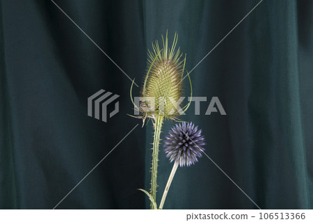 a couple of thistle stalk in front of a background of green curtains 106513366