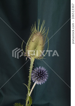 a couple of thistle stalk in front of a background of green curtains 106513367